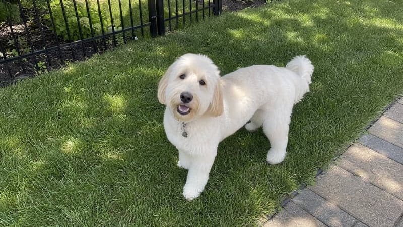 Reference photo before generating the make a "the dog wrecked the place" prank image AI prank image